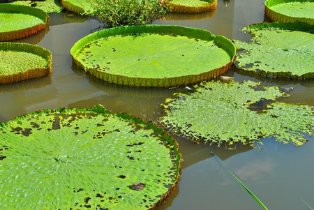 The details of huge lotus leafs over waterの写真素材