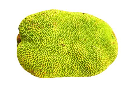 The jack fruit is on the white backgroundの写真素材