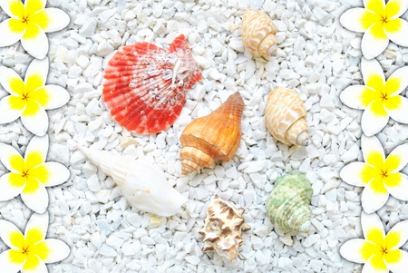 The shell are on the white stone with flower