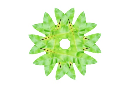 The flower leave is on the white backgroundの写真素材