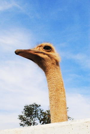 The ostrich is stand inside the fenceの写真素材