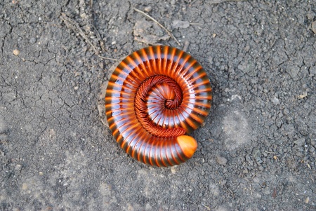 The millipede is on the soil backgroundの写真素材