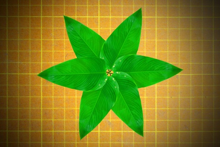 The leaf is on the old grunge gridの写真素材