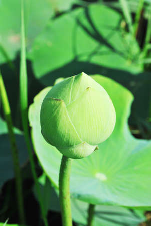 The beautiful lotus is in thai templeの写真素材