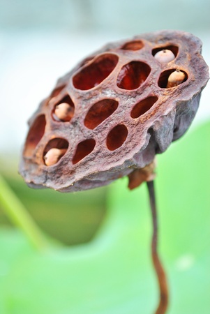 Dry lotus is in the old templeの写真素材