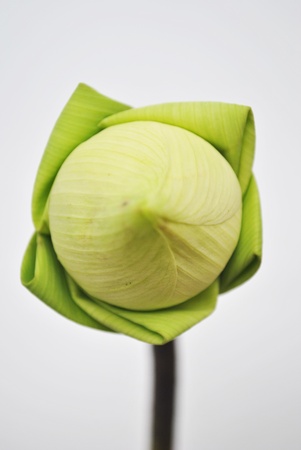 Worship the lotus is very beautiful in the templeの写真素材