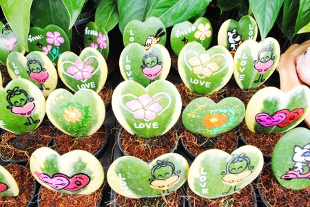 Beautiful heart cactus is in the gardenの写真素材