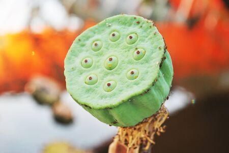 Close up of fresh fruit lotus in gardenの写真素材