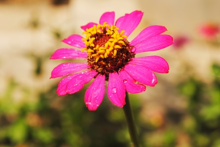Fresh pink flower is in the garden