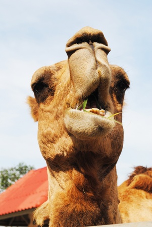 Camel eat grass is in the desertの写真素材