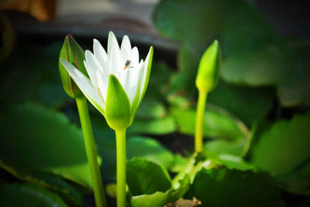 The lotus is growing from the waterの写真素材