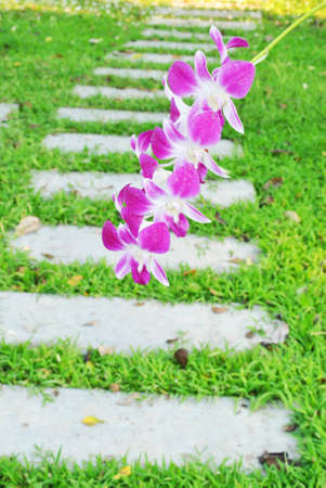 Pink beautiful orchid is on the big pathの写真素材