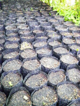 Beginning of plant sow soil grow seed        の写真素材