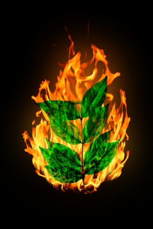 Burn leaf is on the white backgroundの写真素材