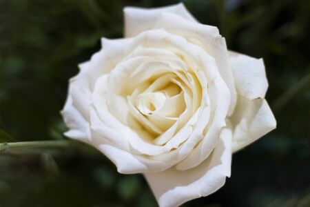 Beautiful White Rose with green leaf backgroundの写真素材