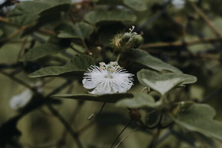 A White flower with green leaves.の写真素材
