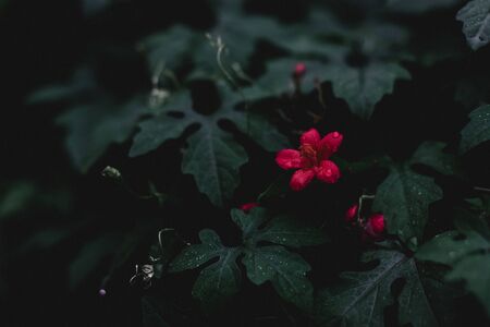 Green leaves with a tiny red flower at its center.の写真素材