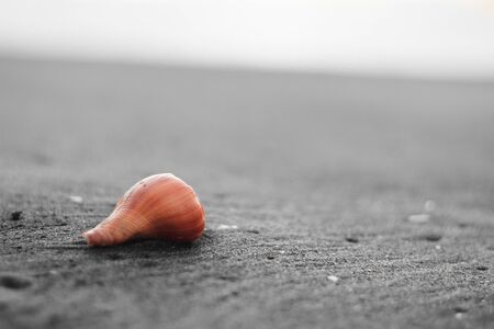 A orange colored Sinistrofulgur Perversum on a black soil beach.の写真素材