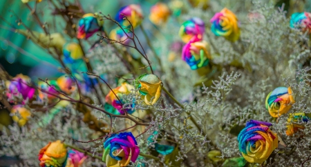 roses  color fullの写真素材