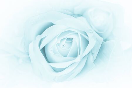 multi colored daisy flowers pattern backgroundの写真素材