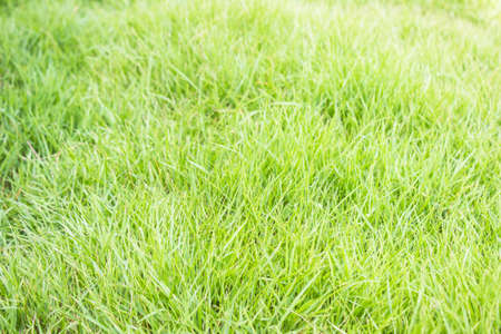 Green lawn for backgroundの写真素材