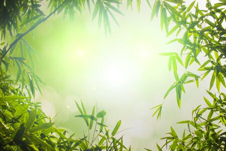 Green bamboo leaves or with background .Green Energy.bokeh spring summer chistmas holiday.の写真素材