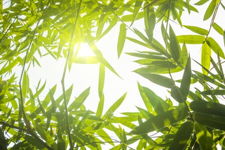 Green bamboo leaves or with background .Green Energy.isolated spring summer chistmas holiday.の写真素材