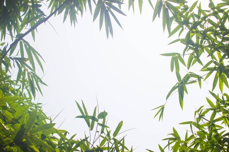 Green bamboo leaves or with background .Green Energy.isolated spring summer chistmas holiday.の写真素材