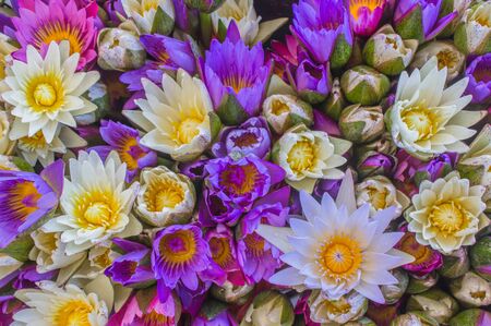 multi color of lotus flowers.Purple lotus flower with yellow pollen Violet lotus flower with yellow pollen,White lotus flower with yellow pollen withの写真素材