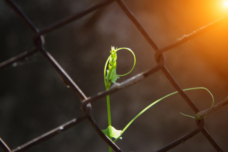Green ivy with iron net or background.の写真素材