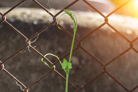 Green ivy with iron net or background.の写真素材