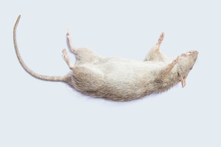 Dead rat on white background.