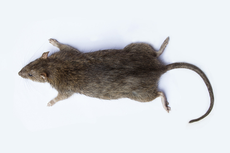 Dead rat on white background.の写真素材