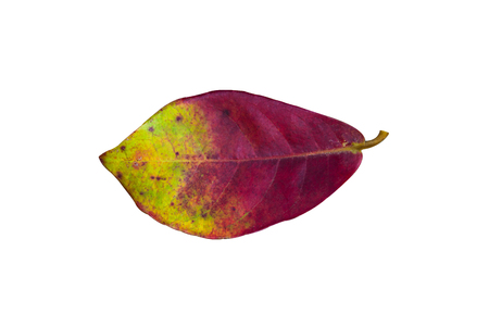 Autumn red leaves isolated on white backgroundの写真素材