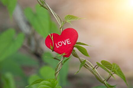 Green Vine with heart on valentines day.の写真素材