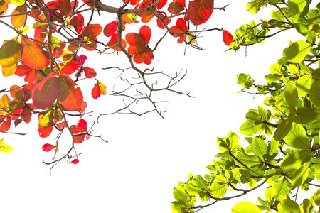 Red and green leaves isolated on white sky background.の写真素材