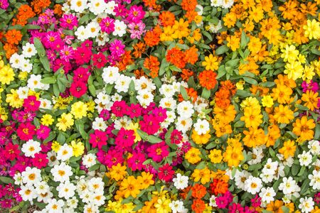 Colorful flowers image of background.の写真素材
