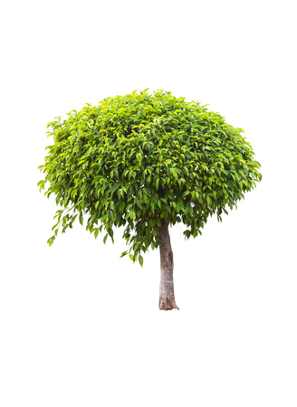 Green tree isolated on a white background.の写真素材