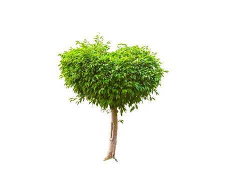 Green tree isolated on a white background.の写真素材