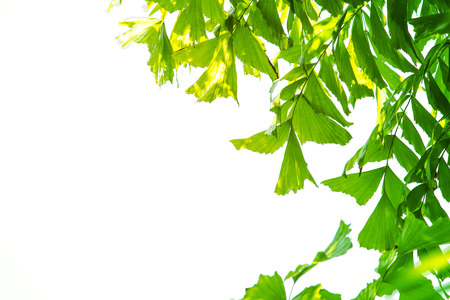 Green leaf pattern on the surface with isolated white background.