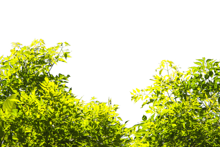 Green leaf pattern on the surface with isolated white background.の写真素材