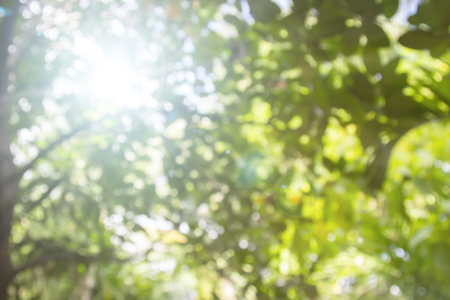 Abstract Natural green bright blurred with leaves of sunny summer forest background. Green bokeh element of design.の写真素材