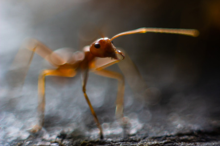 Fire ants at walk in the garden on tree blurred orange background.