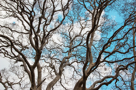 The old and completely dry tree growing with cloudy blue sky background.