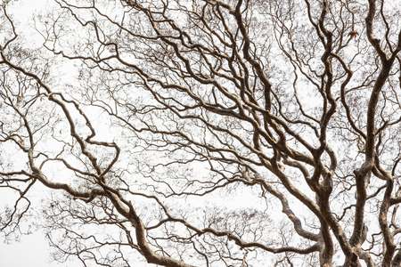 The old and completely dry tree growing with cloudy white sky background. 