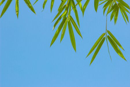Growing  Leaf Bamboo frame in forest or texture background. green nature, Green Energy and world for water day or National Forest Conservation Day. Space for your text. Wide angle banner.の写真素材