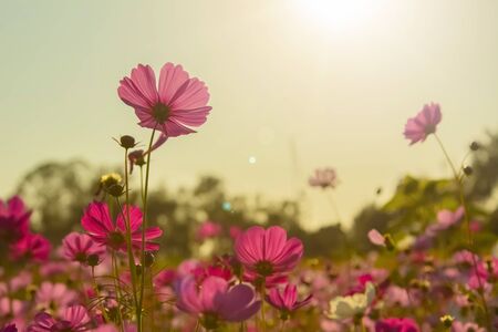 Beautiful Pink and White Cosmos flowers or daisy under sunlight in garden with blue sky background in Vintage color tone style or pastel retro, selective focus. Daisy under sunlight morning.の写真素材