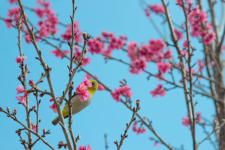 Cherry trees in full bloom on a tree-lined avenue and bird eat nectar from pollen with a sky in the spring background.の写真素材