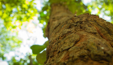 Bottom view, along the trunk, of the blurred fresh green foliage of a tree in the spring, with the branches blur on forest with beautiful bright sun rays.の写真素材