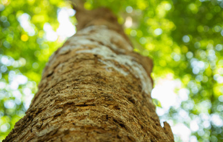 Bottom view, along the trunk, of the blurred fresh green foliage of a tree in the spring, with the branches blur on forest with beautiful bright sun rays.の写真素材